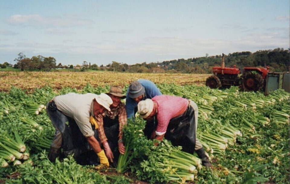 Lorenz family. Last stick of celery cut on the property, 1992 (courtesy City of Campbelltown)