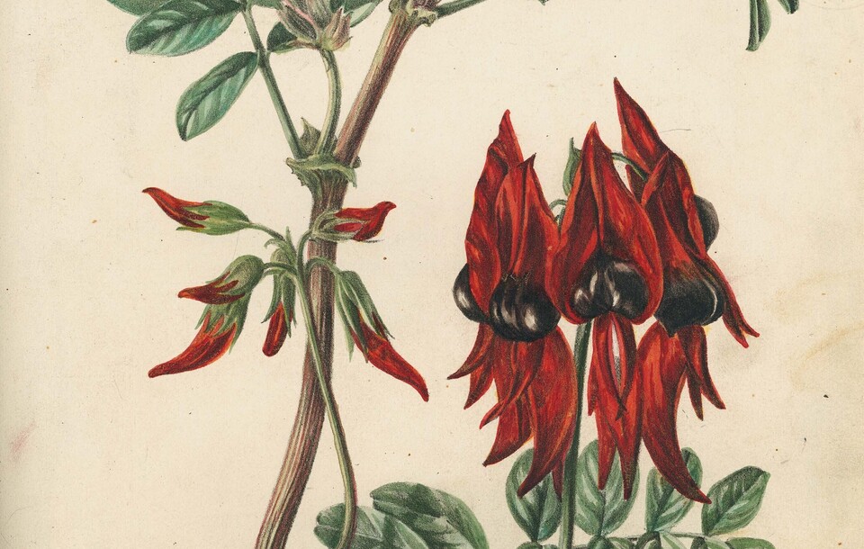 Sturt Desert Pea Illustration from Fanny de Mole Wildflowers of South Australia, 1861 (City of Burnside)